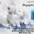 Kup książkę i wesprzyj darłowskie stowarzyszenie My 3 Koty i Psy